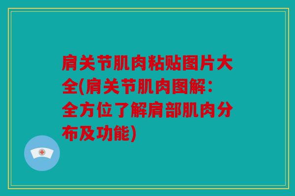 肩关节肌肉粘贴图片大全(肩关节肌肉图解：全方位了解肩部肌肉分布及功能)