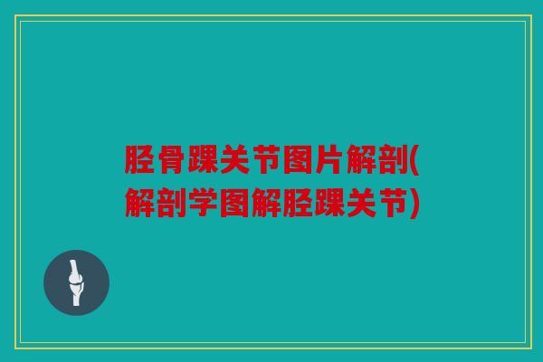 胫骨踝关节图片解剖(解剖学图解胫踝关节)