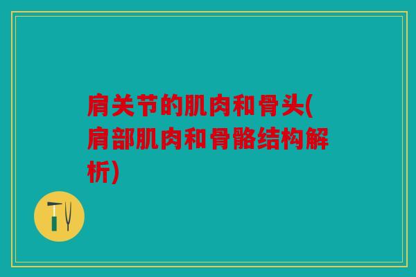 肩关节的肌肉和骨头(肩部肌肉和骨骼结构解析)
