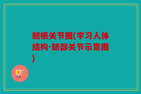 腿根关节图(学习人体结构-腿部关节示意图)