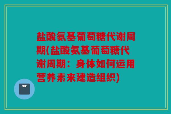 盐酸氨基葡萄糖代谢周期(盐酸氨基葡萄糖代谢周期：身体如何运用营养素来建造组织)