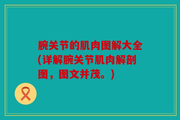 腕关节的肌肉图解大全(详解腕关节肌肉解剖图，图文并茂。)