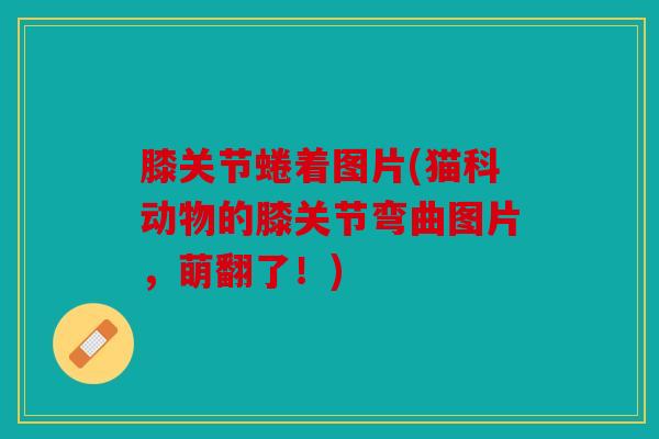 膝关节蜷着图片(猫科动物的膝关节弯曲图片，萌翻了！)