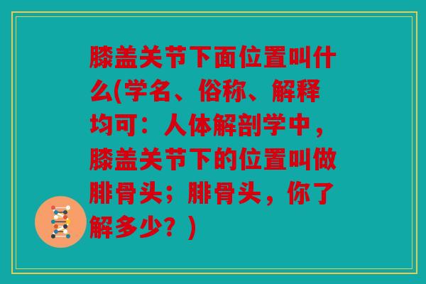 膝盖关节下面位置叫什么(学名、俗称、解释均可：人体解剖学中，膝盖关节下的位置叫做腓骨头；腓骨头，你了解多少？)