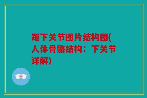 距下关节图片结构图(人体骨骼结构：下关节详解)